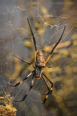 Samtspinne in ihrem Netz