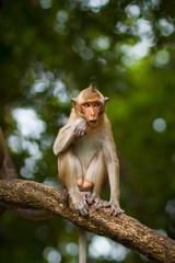 Little monkey is playing on the tree