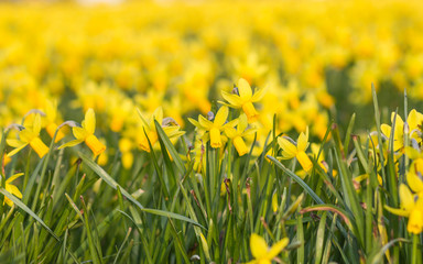 Field of great deal daffodils