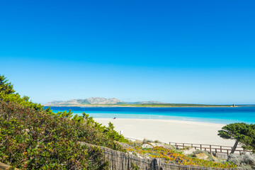 Plants by the sea in Stintino