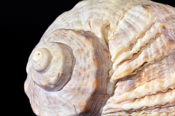 single sea shell isolated on black background