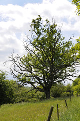 maroder baum auf einer wiese