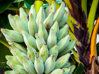 Bunch of Silver Bluggoe on a banana tree