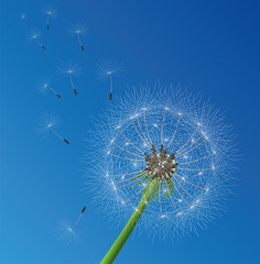 vector  dandelion seeds blown in the wind