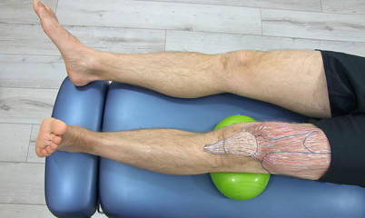  human upper leg anatomy - sketch on body. exercise on oval ball