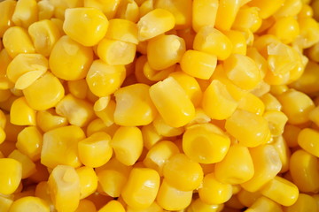 Macro detail of a heap of yellow corn (maize) as a symbol of sweet healthy organic vegetable 