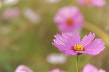 Fototapeta premium cosmos flowers