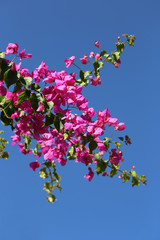 Blooming bougainvilleas against the blue sky