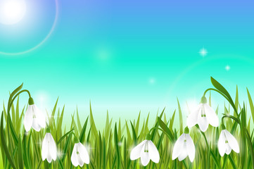 Obraz na płótnie Canvas Spring background with snowdrop flowers, green grass, swallows and blue sky.