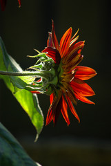 Tournesol rouge au lever du soleil en été