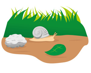Illustration animal nature garden snail, mollusc. Ideal for catalogs and educational materials