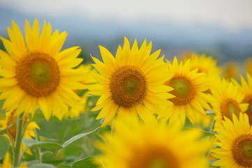 Fototapeta premium sunflowers