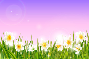 Spring background with daffodil narcissus flowers, green grass, swallows.