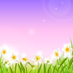 Fototapeta na wymiar Spring background with daffodil narcissus flowers, green grass, swallows.