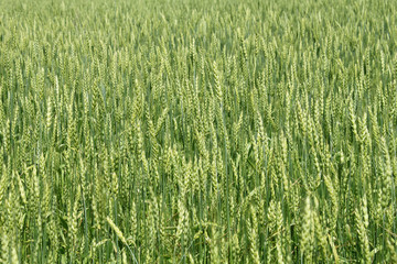Green wheat ears