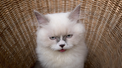 Persian cat in a rattan basket