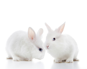 Fototapeta premium Two white rabbits