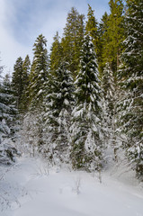 winter mountain landscape. trees covered with snow in the background