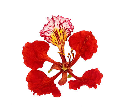 Peacock flower, Delonix regia isolated on white background