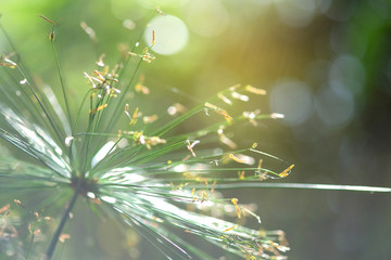 Soft focus on grass flower with sunset sunlight. Autumn grass on sunrise. Evening nature background.