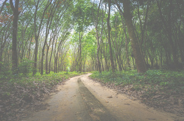 view of deep tropical forest, vintage filter image