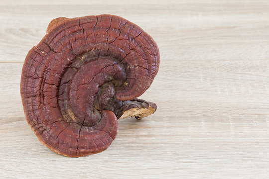 Ganoderma Lucidum Mushroom on wood background