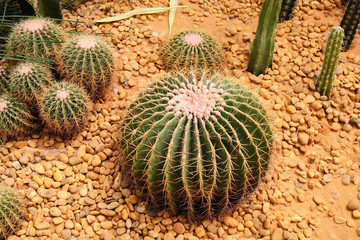 Close up Golden Barrel Cactus, Echinocactus grusonii