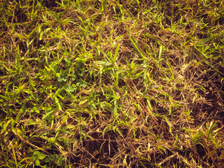 Close up image of green grass for texture and background. Top side macro view