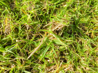 Close up image of green grass for texture and background. Top side macro view