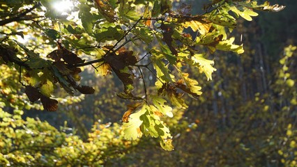 Eichenlaub am Wanderweg nahe Vierbuchen, Gemeinde waldbröl