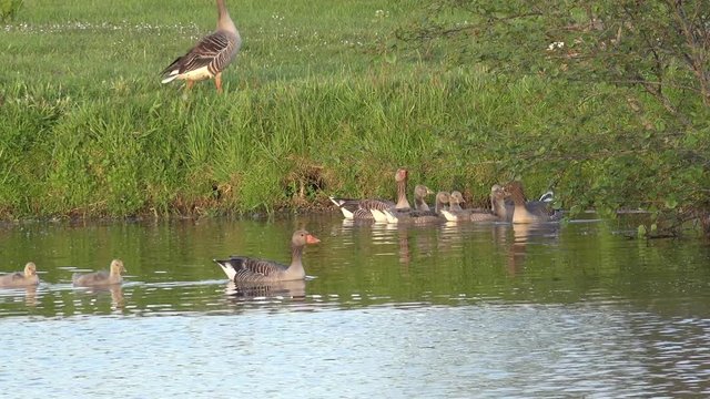 Goose Swimming on lake