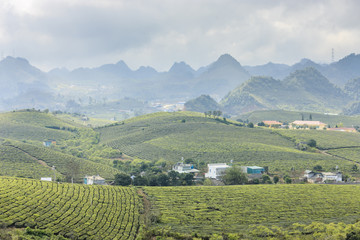Fototapeta premium Highland Moc Chau at north Vietnam