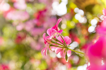 Fototapeta na wymiar Pink Flowers in The Garden