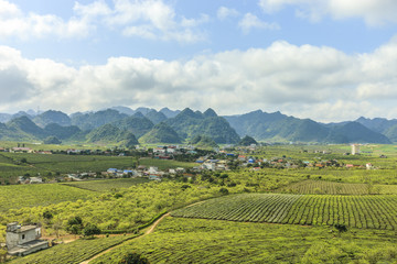 Fototapeta na wymiar Highland Moc Chau at north Vietnam