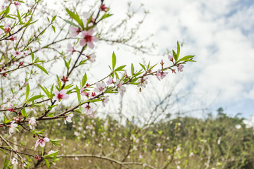 Blossom flower at Vietnam