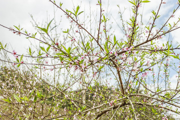 Blossom flower at Vietnam