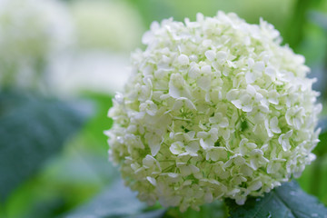 hydrangea