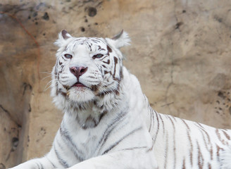 Бенгальский (белый) тигр