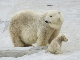 Obraz na płótnie Canvas Белый медведь с медвежонком