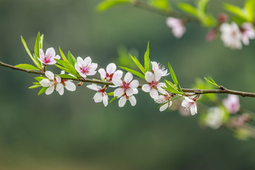 Blossom flower