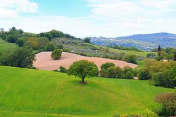 Fototapeta na wymiar Tuscany landscape, beautiful green hills and lonely tree springtime
