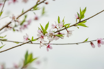 Blossom flower at Vietnam