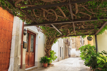 Street in Spain with tree roof