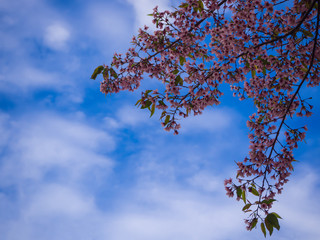 Pink Sakura flower and blue sky, Wild Himalayan Cherry