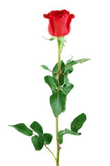 red rose on a white background
