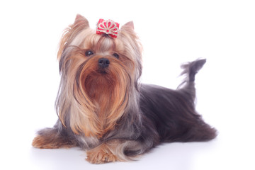 Yorkshire Terrier
