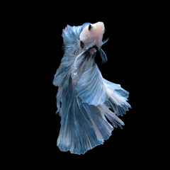 Blue betta fish isolated