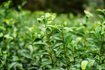 green tea leaves in farm