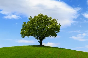 Tuinposter Tuscany landscape, beautiful green hills and lonely tree springtime © rolandbarat