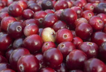 Rustic background with red tasty colorful cranberries, top view. Soft focus, closeup cranberry photo for eco cookery business. Antioxidant natural cowberry harvest
